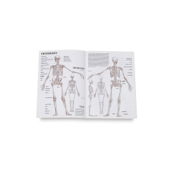 Manual De Pictura - Anatomia Umana Vol. 4